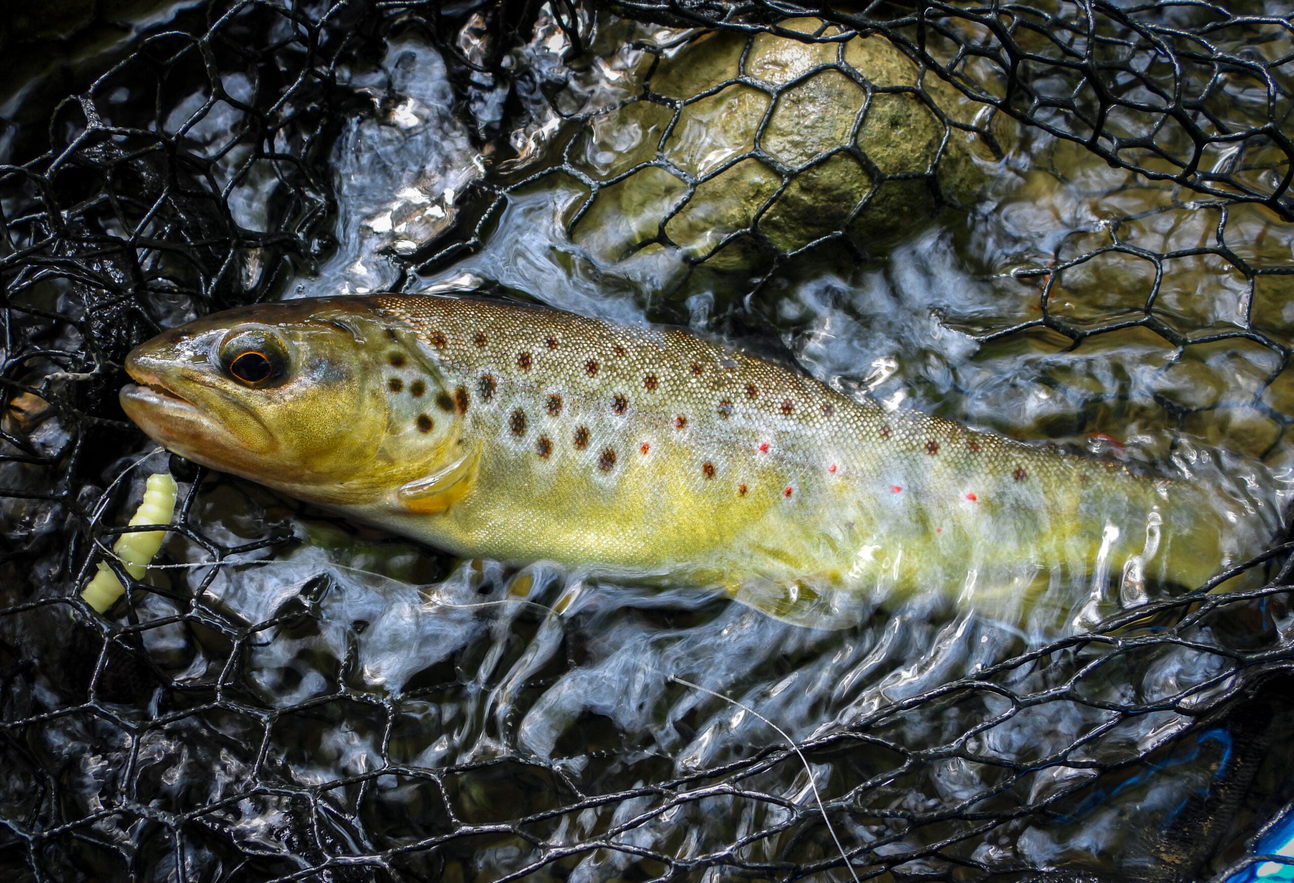 Bachforelle mit Greenfin Bienenmade