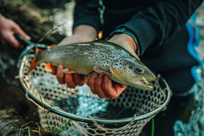 Greenfin Stream Set