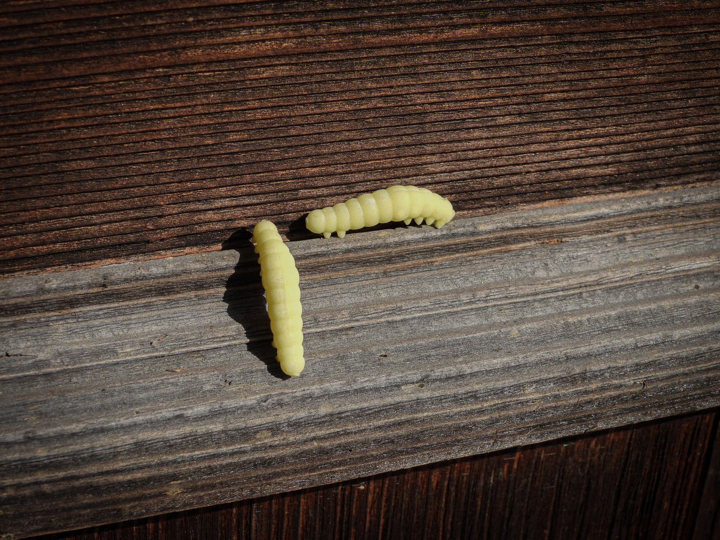 Greenfin Honey Worm Garlic Bienenmade