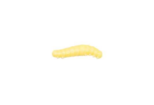 Greenfin Honeyworm Garlic