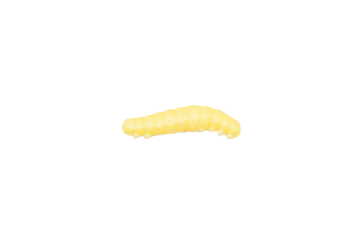 Greenfin Honeyworm Garlic