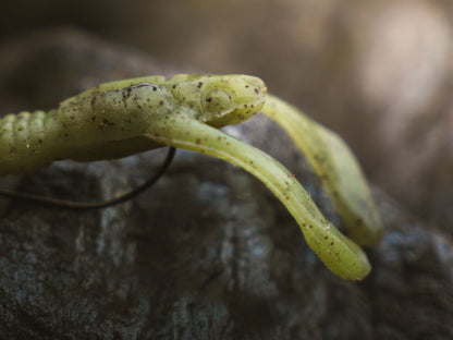 Greenfin LAOLA CRAW 7cm