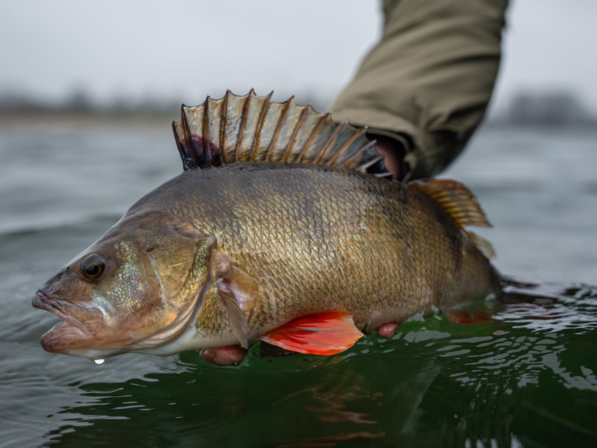Greenfin LAOLA CRAW 7cm